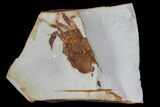 Partial Fossil Pea Crab (Pinnixa) From California - Miocene #85294-1